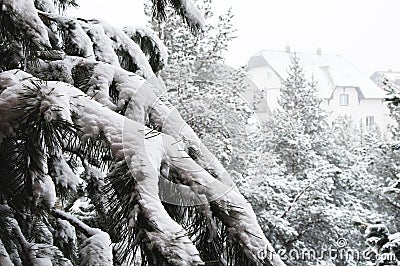 Winter landscape with a pine forest covered with snow during a snowfall with snow-covered tree branches in the Stock Photo