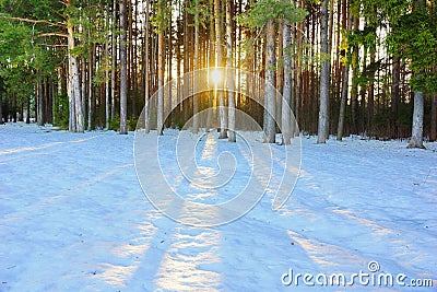 winter landscape in a pine forest the sun shines through the trees shadows in the snow Stock Photo