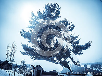 Winter Landscape With pine tree Stock Photo