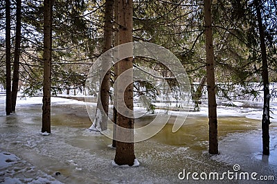 Pine trees submerged in cold frozen water Stock Photo