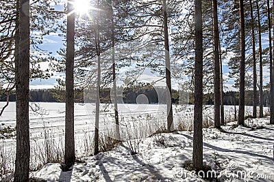 Winter landscape. Pines in backlit sunlight on the background of Stock Photo