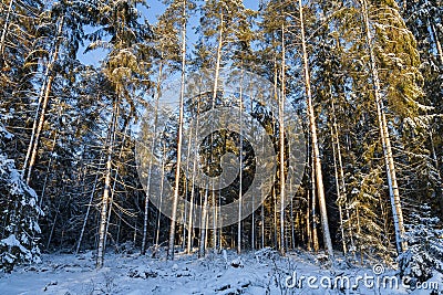 Winter landscape, pines in winter snow. Stock Photo