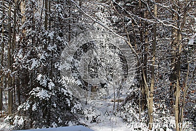 Winter landscape Stock Photo
