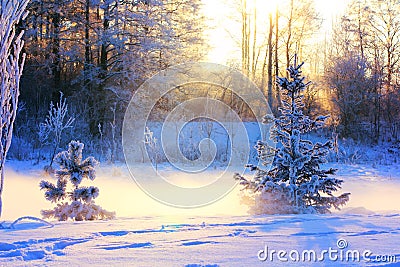 Winter landscape with a small pine and spruce Stock Photo