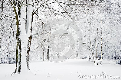 Winter landscape through snow covered forest Stock Photo