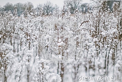 Winter landscape with snow covered plants and trees. Small depth of field for enhancing effect. Winter scene . Frozen flowers Stock Photo