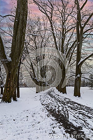 Winter landscape with snow. Snow-covered sycamore alley. Straznice - Czech Republic Stock Photo