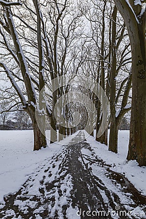 Winter landscape with snow. Snow-covered sycamore alley. Straznice - Czech Republic Stock Photo