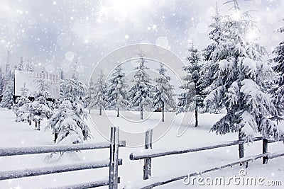 Winter landscape with snowy fir trees ad fence Stock Photo