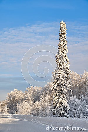 Winter landscape. Snowy forest. One fir tree covered with snow at the edge of the road. Siberia. Russia Stock Photo