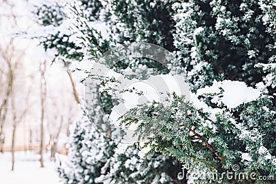 Winter landscape. Snowy nature. Snow-covered forest. Christmas weather Stock Photo