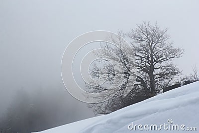 Winter landscape with a solitary tree in fog and snow Stock Photo