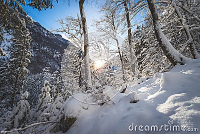 Sunny winter landscape in the nature: Snowy trees, wilderness Stock Photo