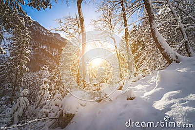 Sunny winter landscape in the nature: Snowy trees, wilderness Stock Photo