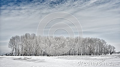 Winter landscape with trees covered with frost Stock Photo