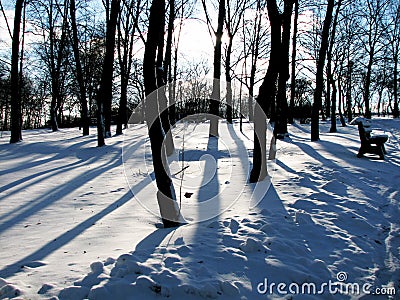 Winter landscape trees in the patk. Stock Photo