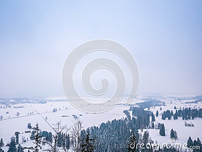 Winter landscape trees pine with empty space for text. Stock Photo