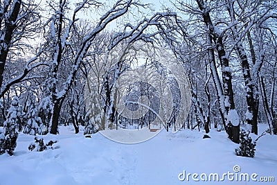 Winter landscape with trees and snow Stock Photo