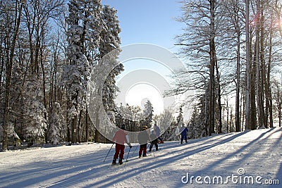 Winter landscape trees under snow Editorial Stock Photo