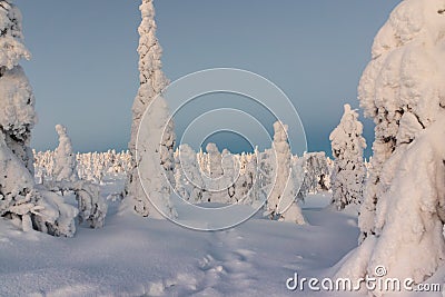 Winter landscape with tykky snow covered trees in winter forest Stock Photo