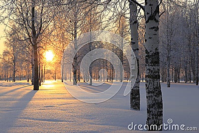 Winter landscape with white birch trees Stock Photo