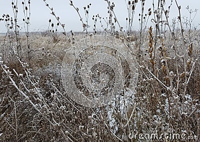 Wilted thistle in a frozen field Stock Photo