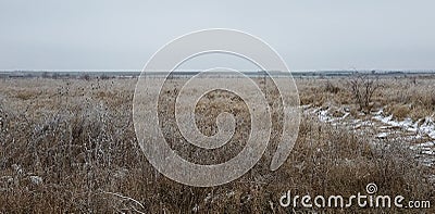 Wilted thistle in a frozen field Stock Photo