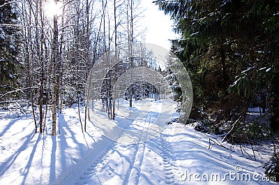 Winter landscapes in the forest Stock Photo