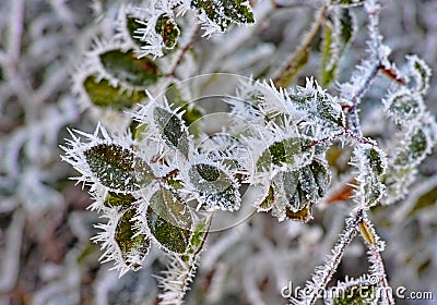 Winter Leaves Stock Photo