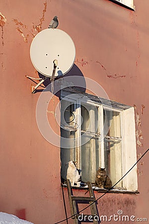 Winter lifestyle in russian village. Cats warm in sunshine sitting on wooden windowsill of building Stock Photo