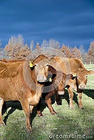 Winter Limousin Cattle Stock Photo