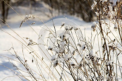 Winter with lots of snow in Russian forest Stock Photo