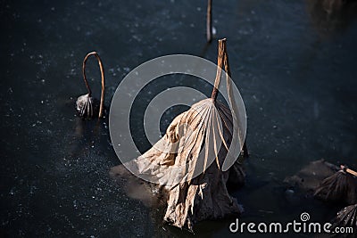 Winter lotus leaf in ice lake Stock Photo