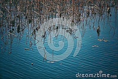 winter lotus with peaceful lake Stock Photo