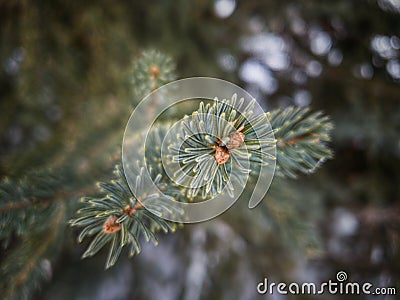 Winter macro green tree pine cones closeup landscape Stock Photo