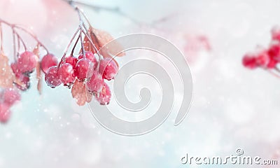 Winter magic forest tale. Red bright berries in a snowy forest. Winter and autumn concept. Stock Photo