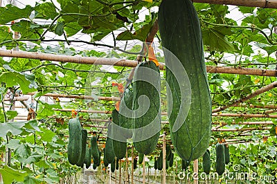 Winter melon Stock Photo