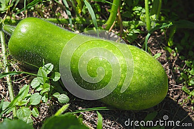 Winter melon Stock Photo