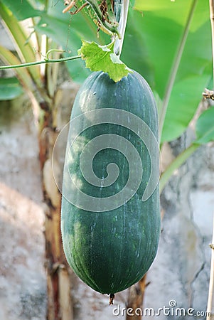 Winter melon Stock Photo