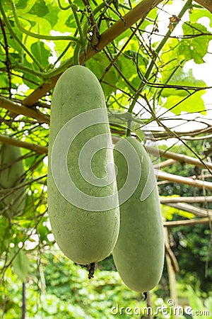 Winter Melon Stock Photo