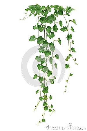 Winter melon or wax gourd vines with thick green leaves and tend Stock Photo