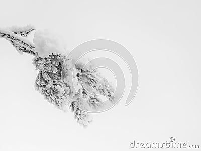 Winter minimalistic background. Frozen branch is covered with snow. Copy space Stock Photo