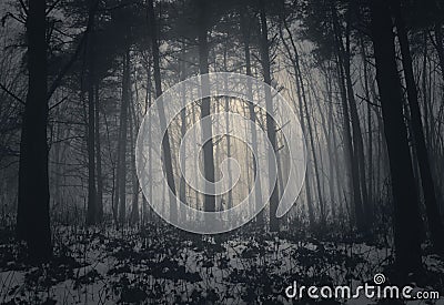 Winter misty forest with fog Stock Photo