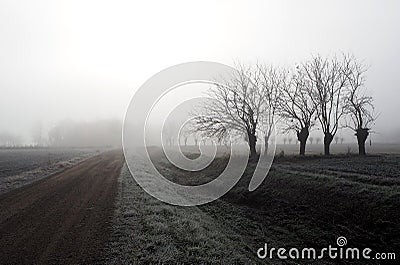 Winter misty morning in plain of northern Italy with rows of bare mulberry trees and a country road among the frost fields Stock Photo