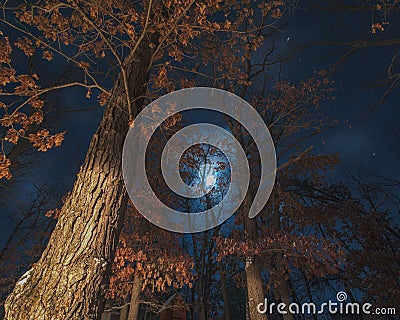 Winter moonlight with oak trees in the foreground - Governor Knowles State Forest - long exposure image on a cold winter night Stock Photo