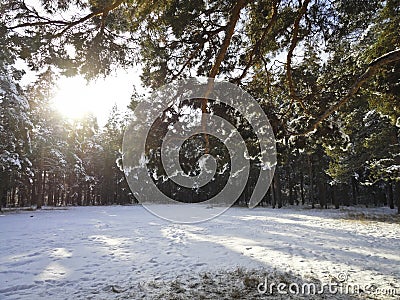 Winter morning in the forest - the sun shines through the pine branches Stock Photo