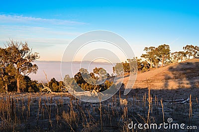 A winter morning landscape in Mulligans Flat Nature Reserve, Australian Capital Territory Stock Photo