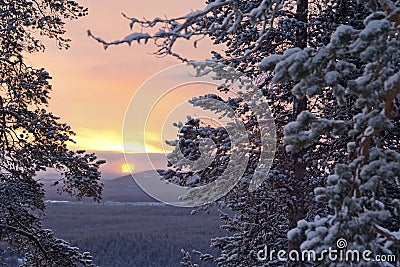 Winter morning / pine, sunlight and snow Stock Photo