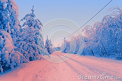 Winter morning in snowy forest tree scenery. Frosty day, calm Stock Photo