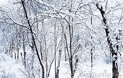 Winter in Moscow. Snow covered trees in the city. The view from Stock Photo